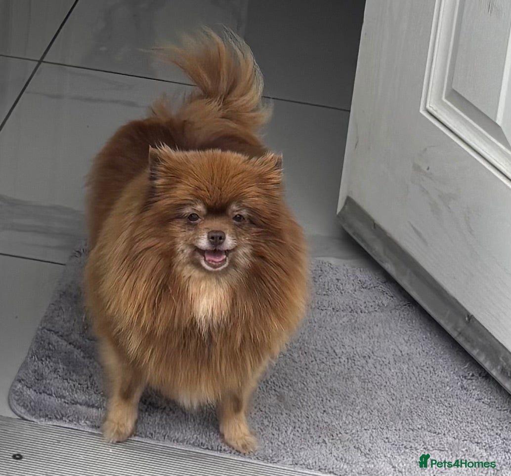 Pomeranian dogs  STUNNING POMERANIAN - Advert 2