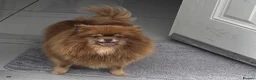 Pomeranian dogs for sale:  STUNNING POMERANIAN - Advert 2