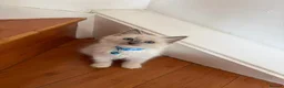 Ragdoll cats for sale: Ragdoll kittens for sale - Advert 10