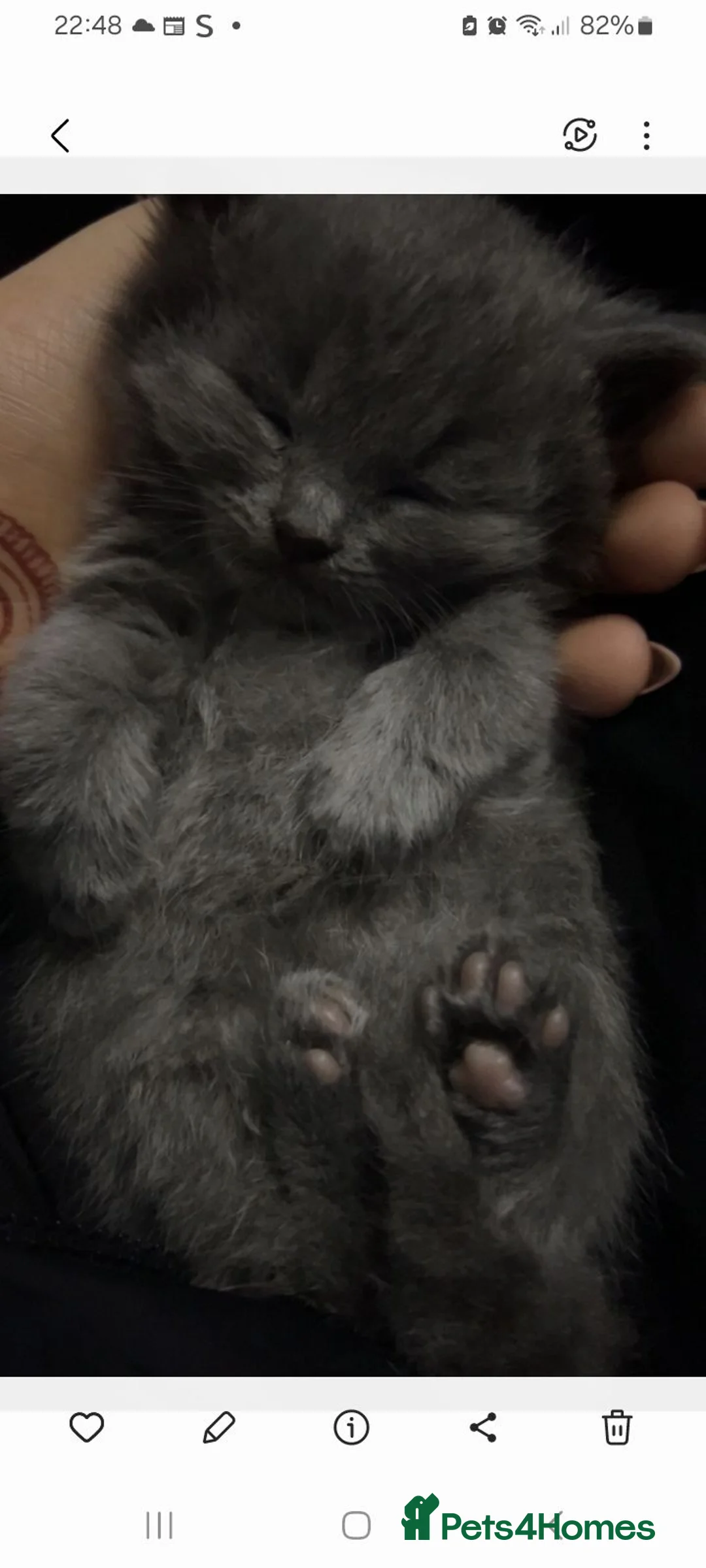 British Longhair cats for sale: Beautiful 15week old kitten - Advert 2