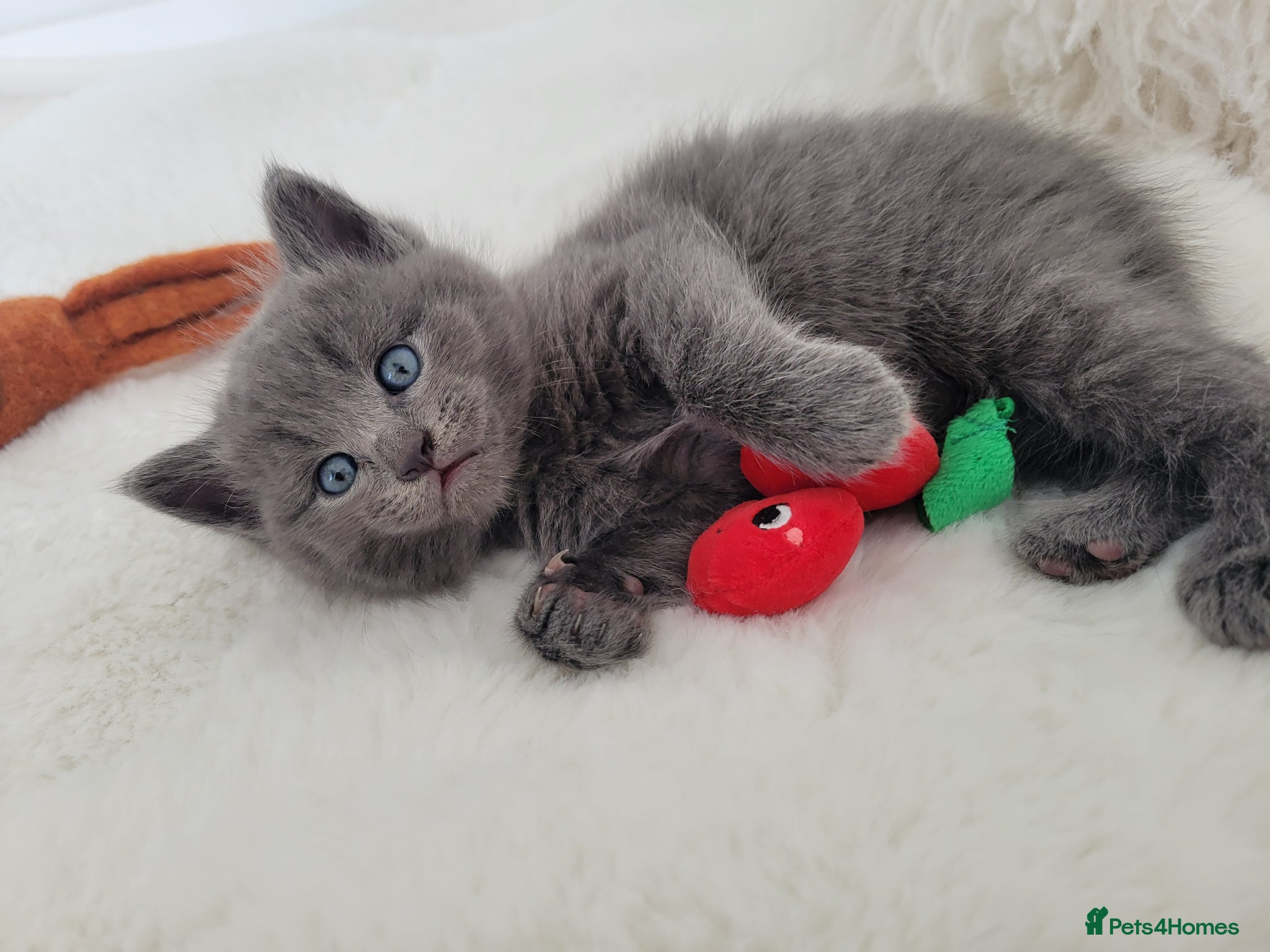 British Shorthair cats British shorthair  - Advert 1