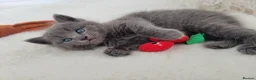 British Shorthair cats for sale: British shorthair  in Canterbury - Advert 1