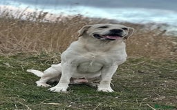 Labrador Retriever dogs for stud: Proven Yellow Labrador Gundog Stud - health tested in Chorley - Image 9