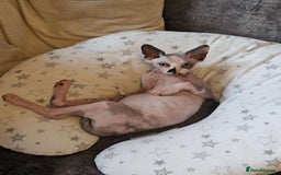 Sphynx cats for sale: 2 year female Sphynx  - Image 4