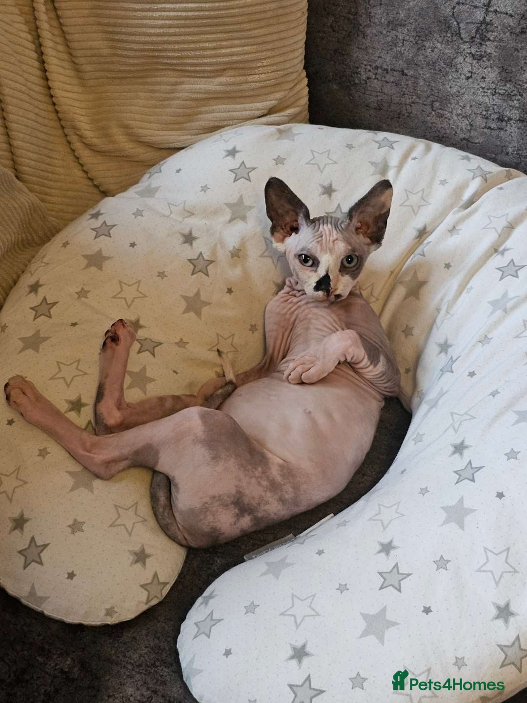 Sphynx cats for sale: 2 year female Sphynx  - Image 4