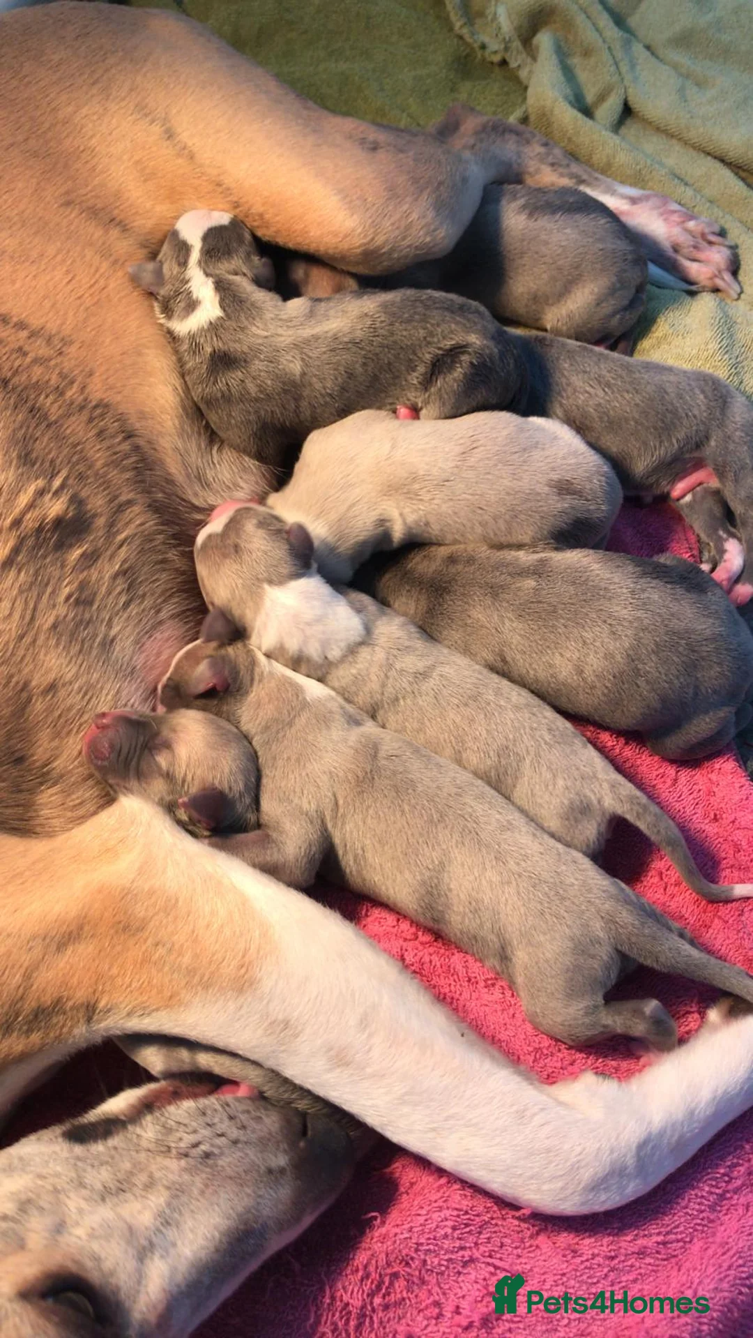 Whippet dogs for stud: Whippet stud dog in Somerton - Advert 8