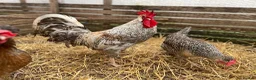 Chickens poultry for sale: Cream legbar chicks, growers, pullets, hens, eggs - Advert 3