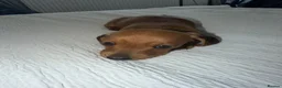 Miniature Dachshund dogs for sale: Miniature Dachsund Puppies - Advert 10