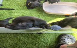 Mixed Breed dogs for sale: READY!! Sprocker jack pups + free bag in Hereford - Image 22