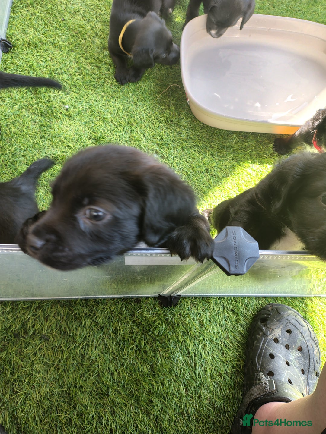 Mixed Breed dogs for sale: READY!! Sprocker jack pups + free bag in Hereford - Image 22