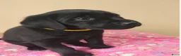 Labrador Retriever dogs for sale: Adorable Black & Yellow Labrador Companions in Paisley - Advert 10