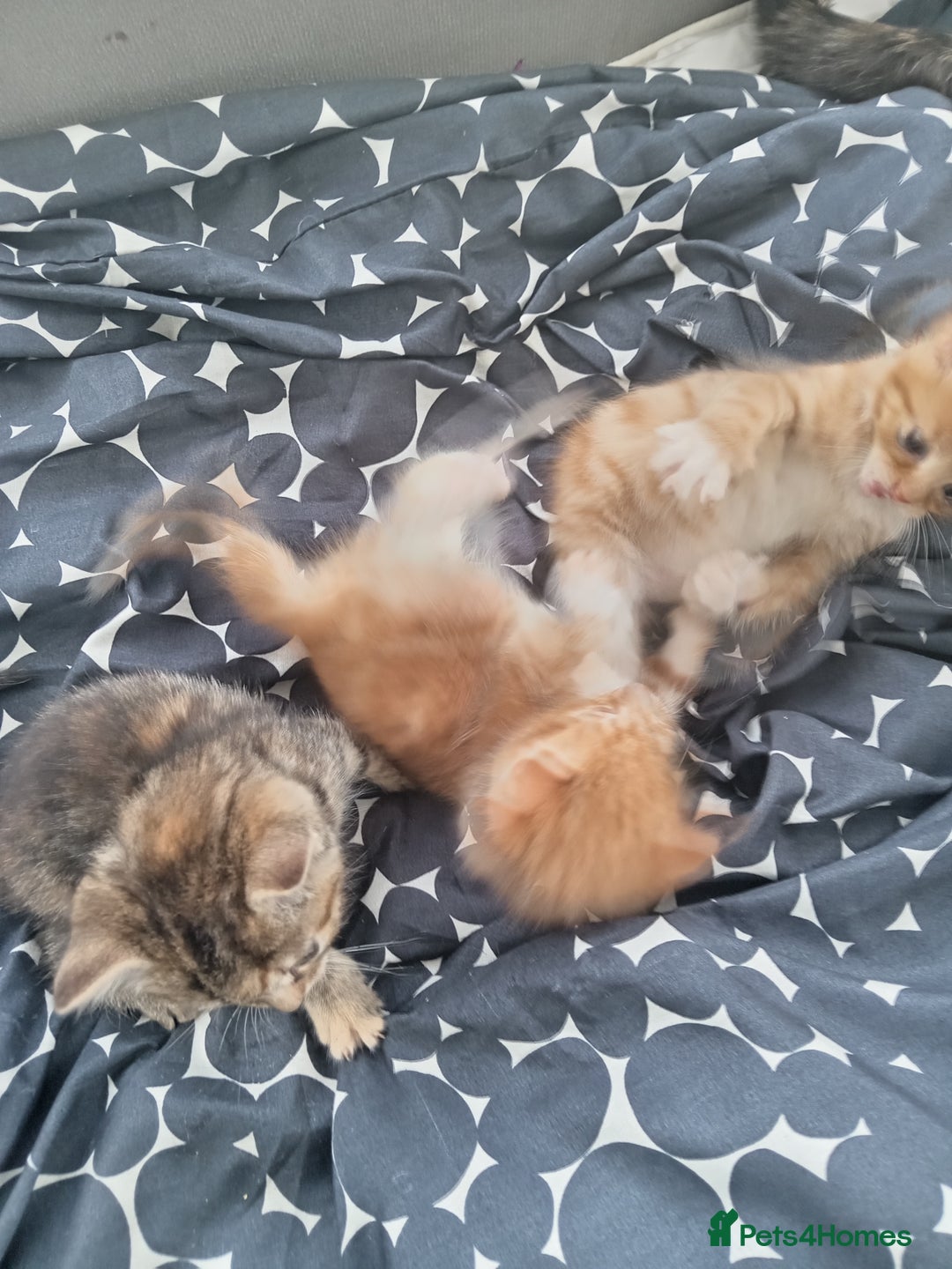 Mixed Breed cats for sale: kittens  - Advert 3