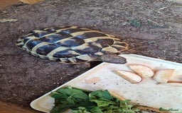 Tortoise reptiles for sale: Rescue - Image 2