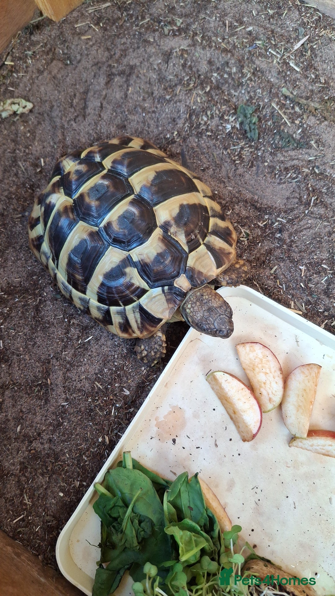 Tortoise reptiles for sale: Rescue - Image 2
