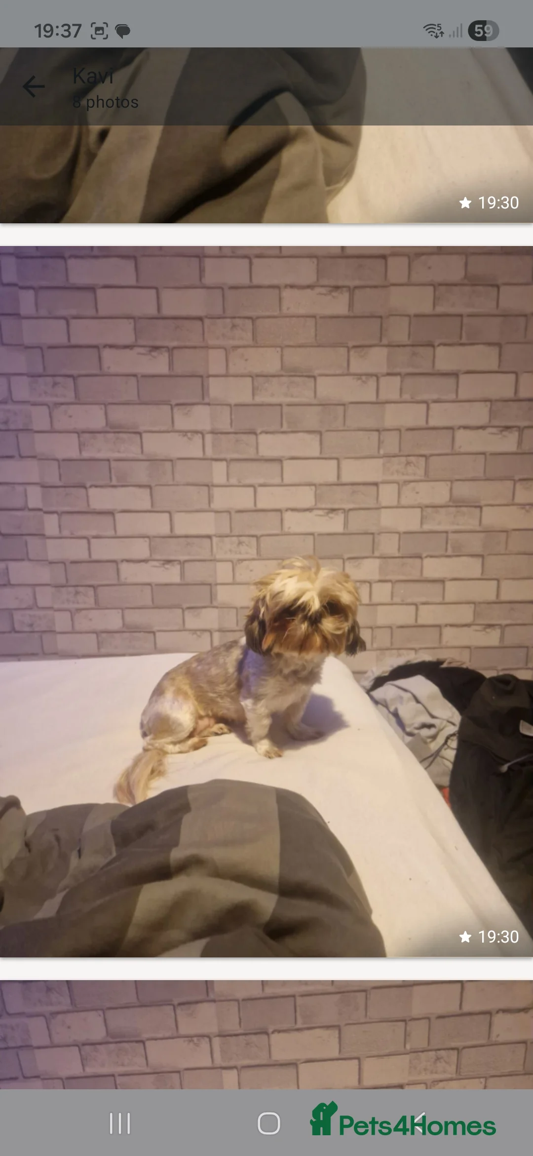 Shih Tzu dogs for sale: Female - Advert 4