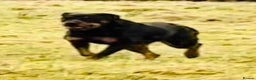 Rottweiler dogs for sale: Chunky Rottweiler puppies! - Advert 13