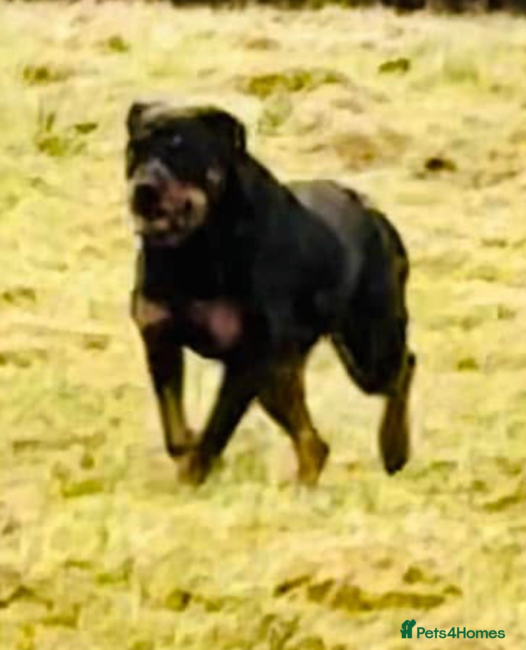 Rottweiler dogs for sale: Chunky Rottweiler puppies! - Advert 13