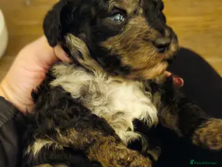 Cockapoo dogs F1b Rare cockerpoos - Advert 5