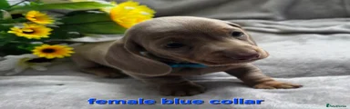 Dachshund blue collar 