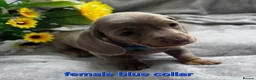 Dachshund dogs for sale: 8 Mini daxis smooth coat (kc reg optional) - Advert 2