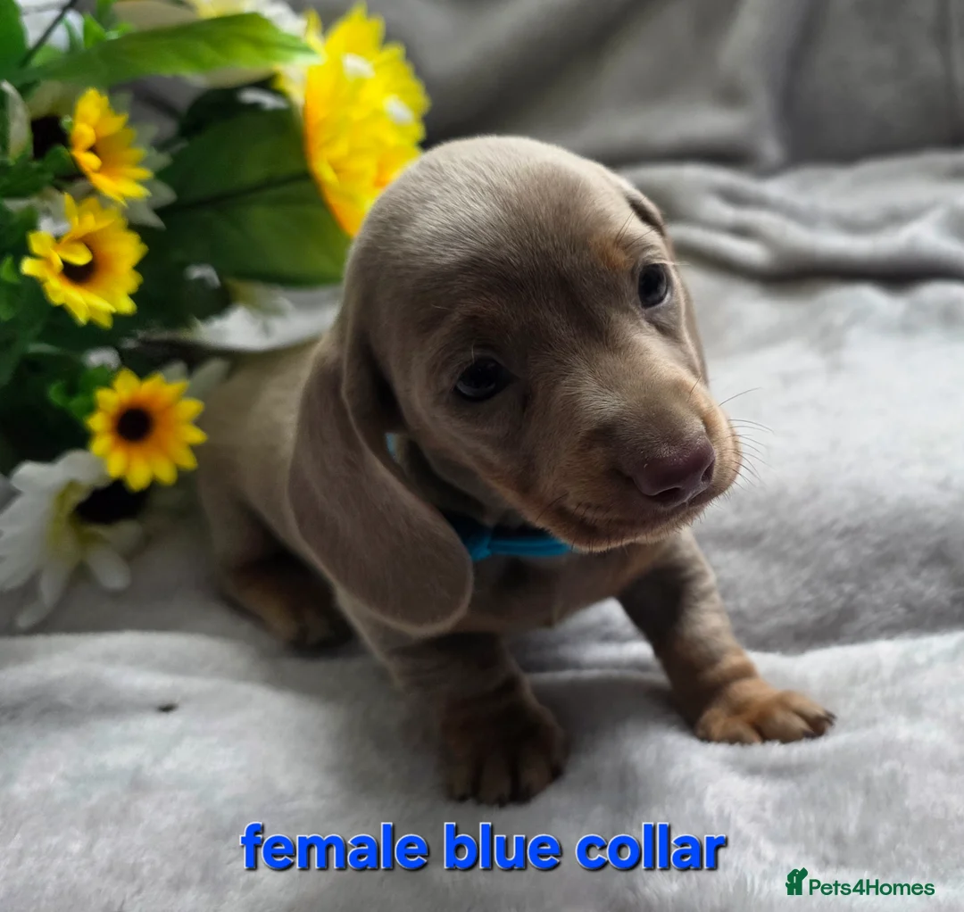 Dachshund dogs for sale: 8 Mini daxis smooth coat (kc reg optional) - Advert 2