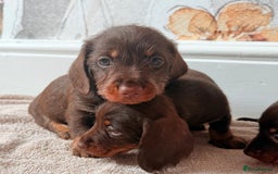 Miniature Dachshund dogs for sale: Quality miniature dachshund puppies  - Image 18