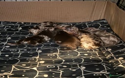 Dachshund dogs for sale: Dapple Dachshund Puppies - Image 3