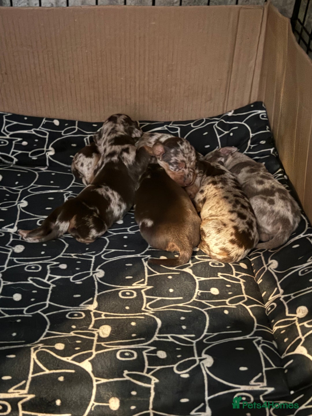 Dachshund dogs for sale: Dapple Dachshund Puppies - Image 3