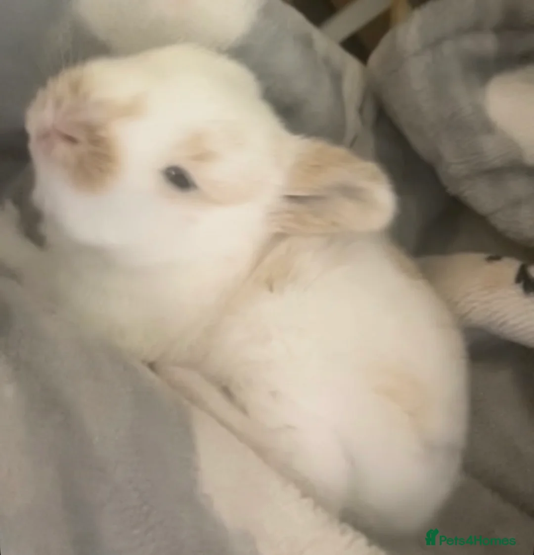 Mini Lop rabbits for sale: mini lops ready for 18th July  - Advert 1