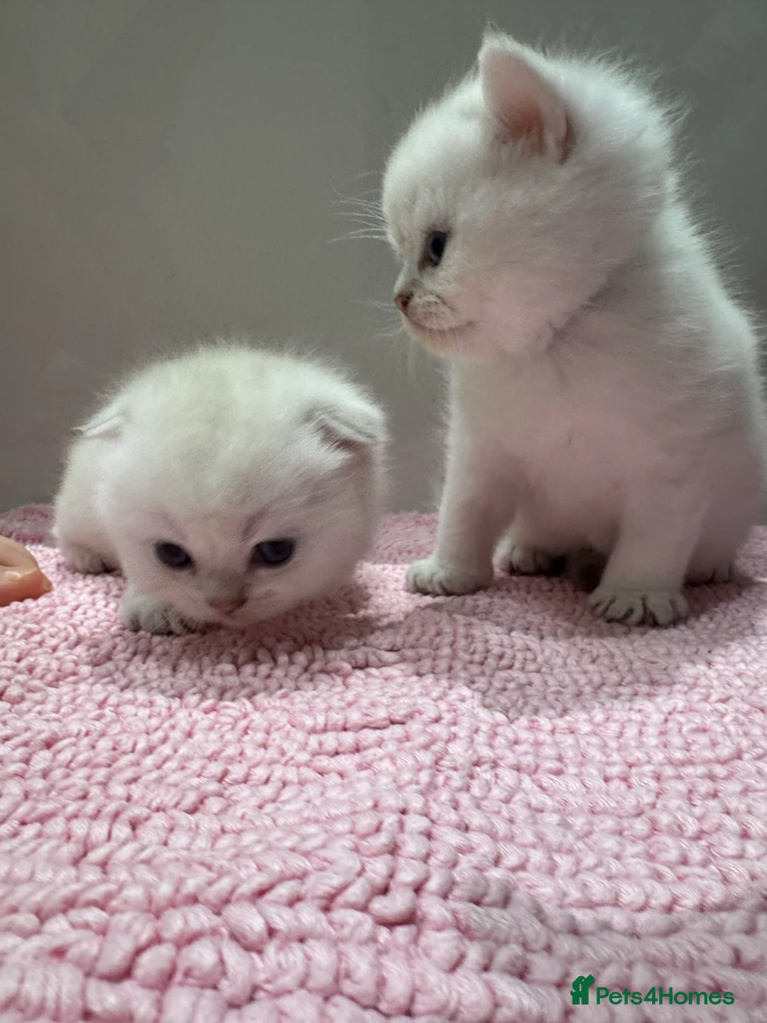 Scottish Fold cats for sale: Full pedigree Scottish fold kittens  - Advert 7