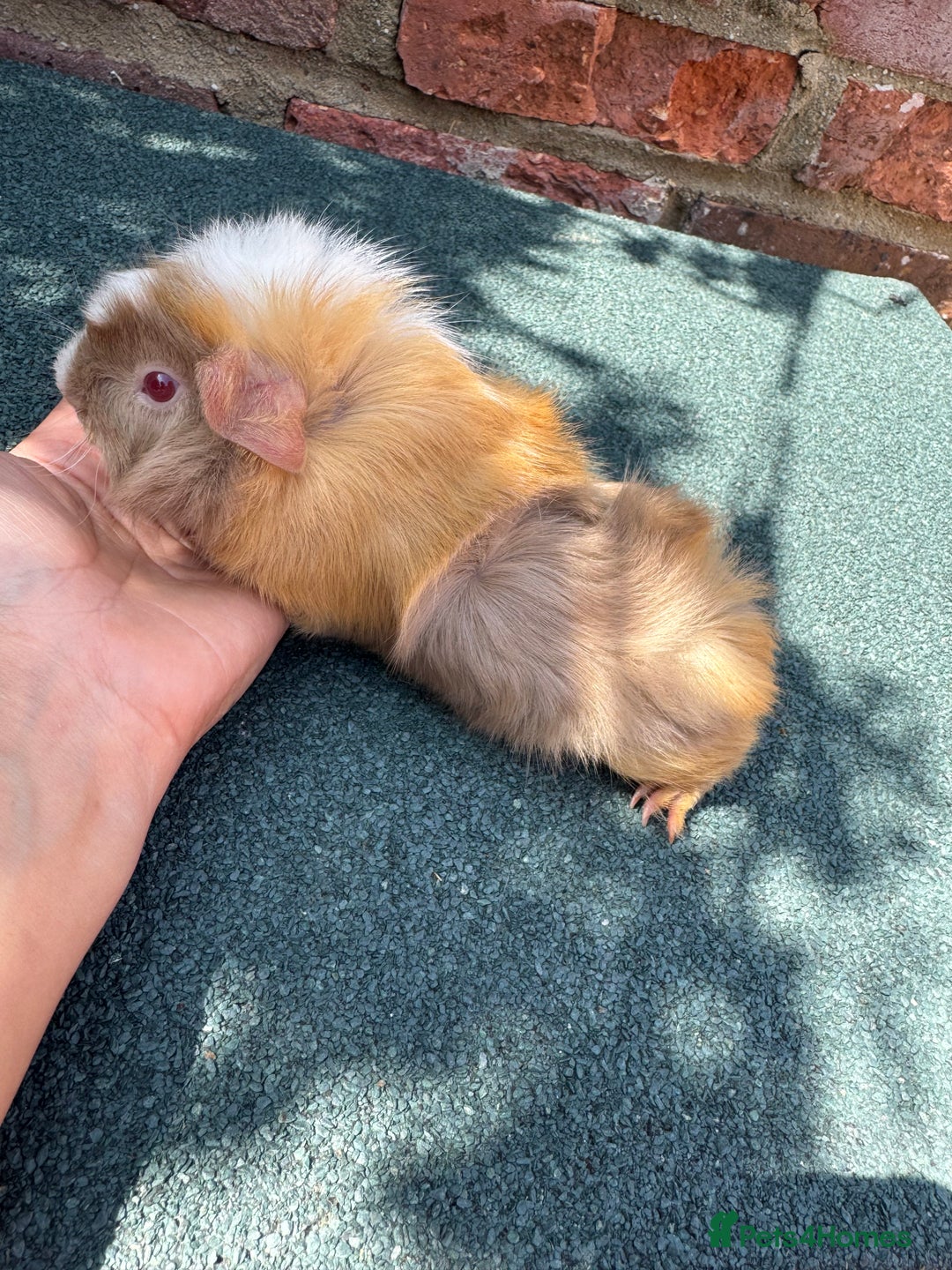 Guinea Pig rodents for sale: Guinea Pigs  - Image 2