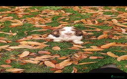 Cocker Spaniel dogs for stud: Chocolate Roan stud - Image 7