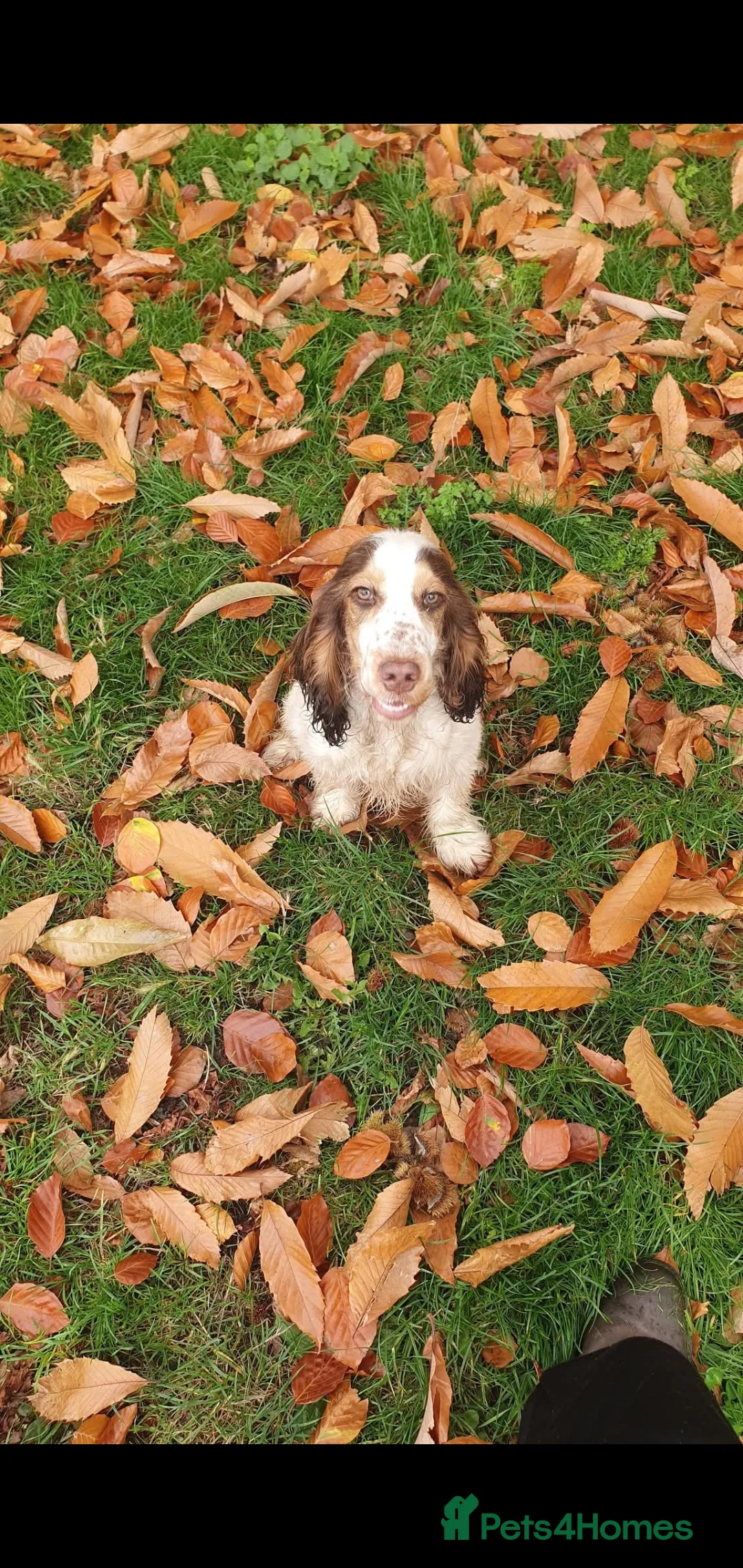 Cocker Spaniel dogs for stud: Show cocker Chocolate Roan stud - Advert 7