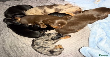 Miniature Dachshund dogs - Advert 4