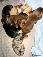 Miniature Dachshund dogs - Advert 4