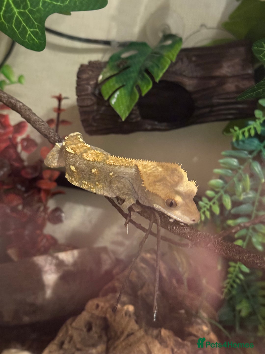 Gecko reptiles for sale: Crested Gecko w/ full setup *collection only* - Image 1