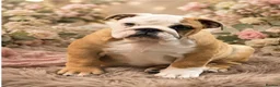 English Bulldog dogs for sale: 1 girl left! KC Bulldog Pups Champion Lines!!!!!!! - Advert 5