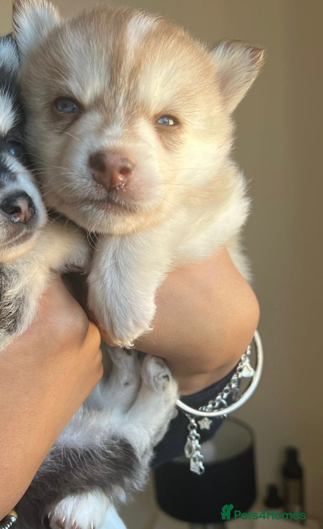 Pomsky dogs Blue eyed F4 Pomskys. One boy one girl. - Advert 2