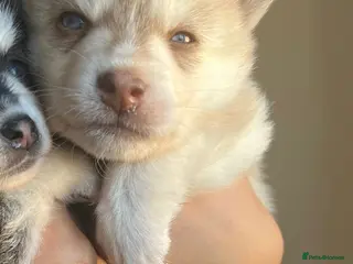 Pomsky dogs Blue eyed F4 Pomskys. One boy one girl. - Advert 2