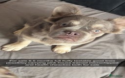 French Bulldog dogs for sale: Full fluffy French bulldogs lovely temperament  in Ruislip - Image 4