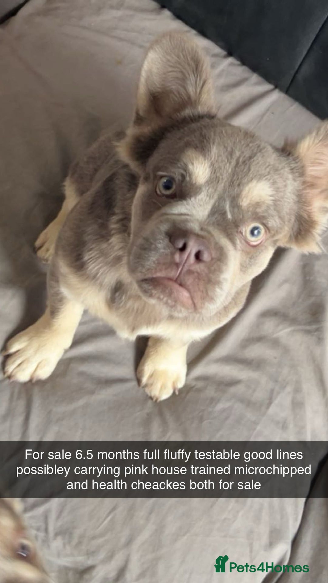 French Bulldog dogs for sale: Full fluffy French bulldogs lovely temperament  in Ruislip - Image 4