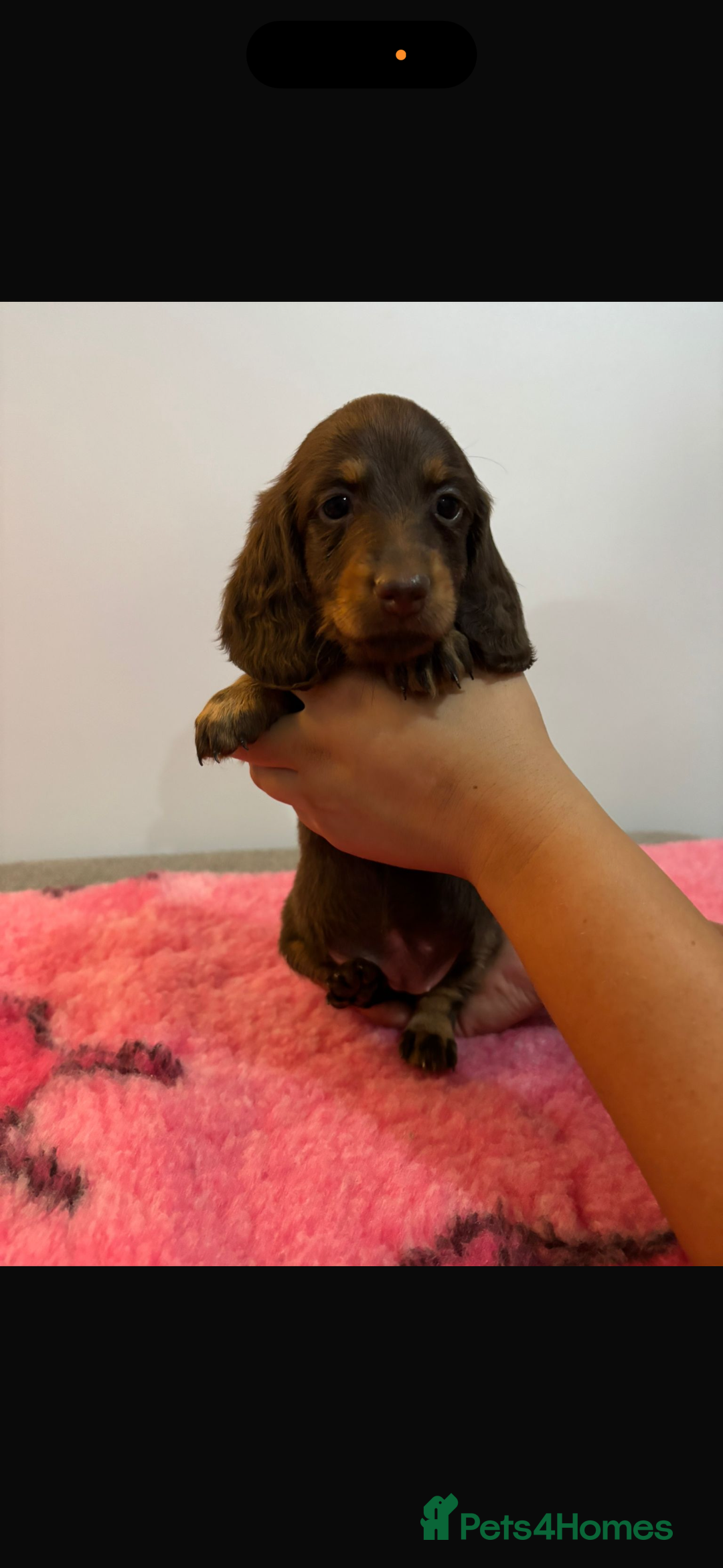 Miniature Dachshund dogs for sale: Kc registered miniature dachshunds - Advert 26