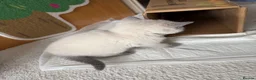 British Shorthair cats for sale: Britishshort hair Pedigree Kittens | DNA Clear  - Advert 35