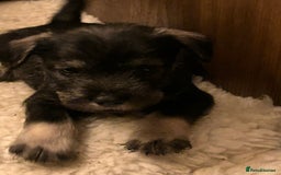 Schnauzer dogs for sale: KC reg health tested P/S standard schnauzers - Image 2