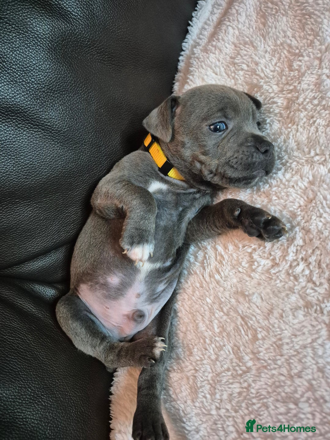 Staffordshire Bull Terrier dogs for sale: Eight gorgeous staffy puppies. - Advert 11