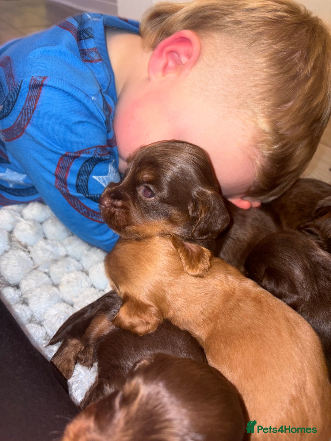 Cocker Spaniel dogs for sale: Cocker spaniel puppies  - Advert 9