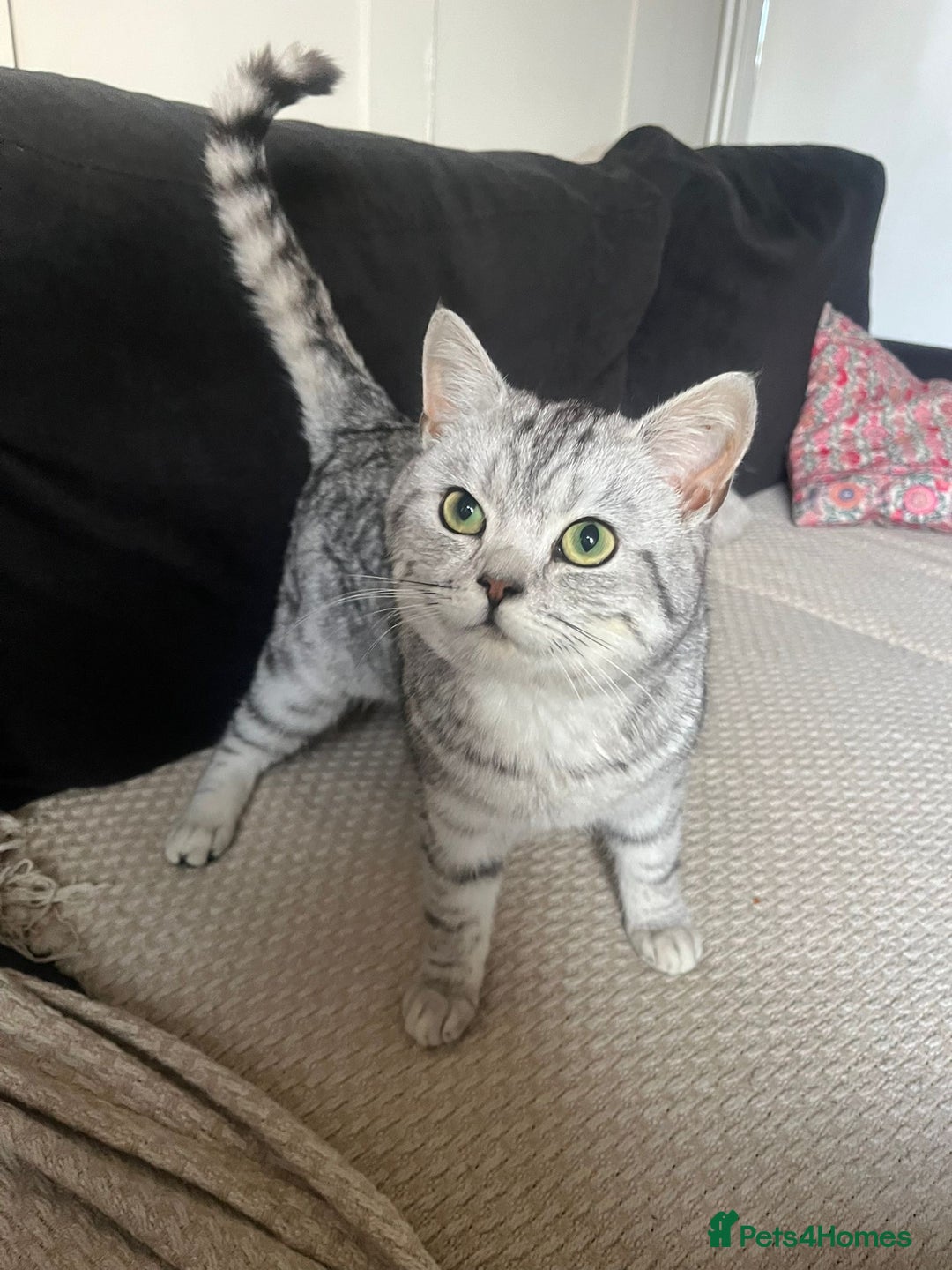British Shorthair cats for sale: Silver tabby British shorthair  - Advert 2