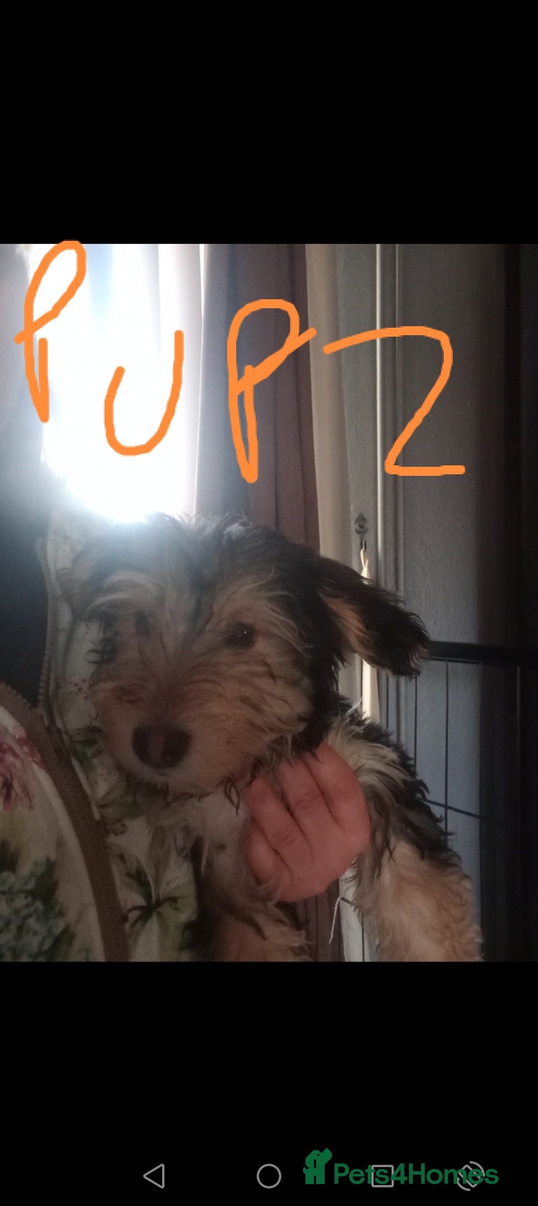 Mixed Breed dogs for sale: 3 Cockapoo x Jack Russell DNA clr Mum - Advert 5