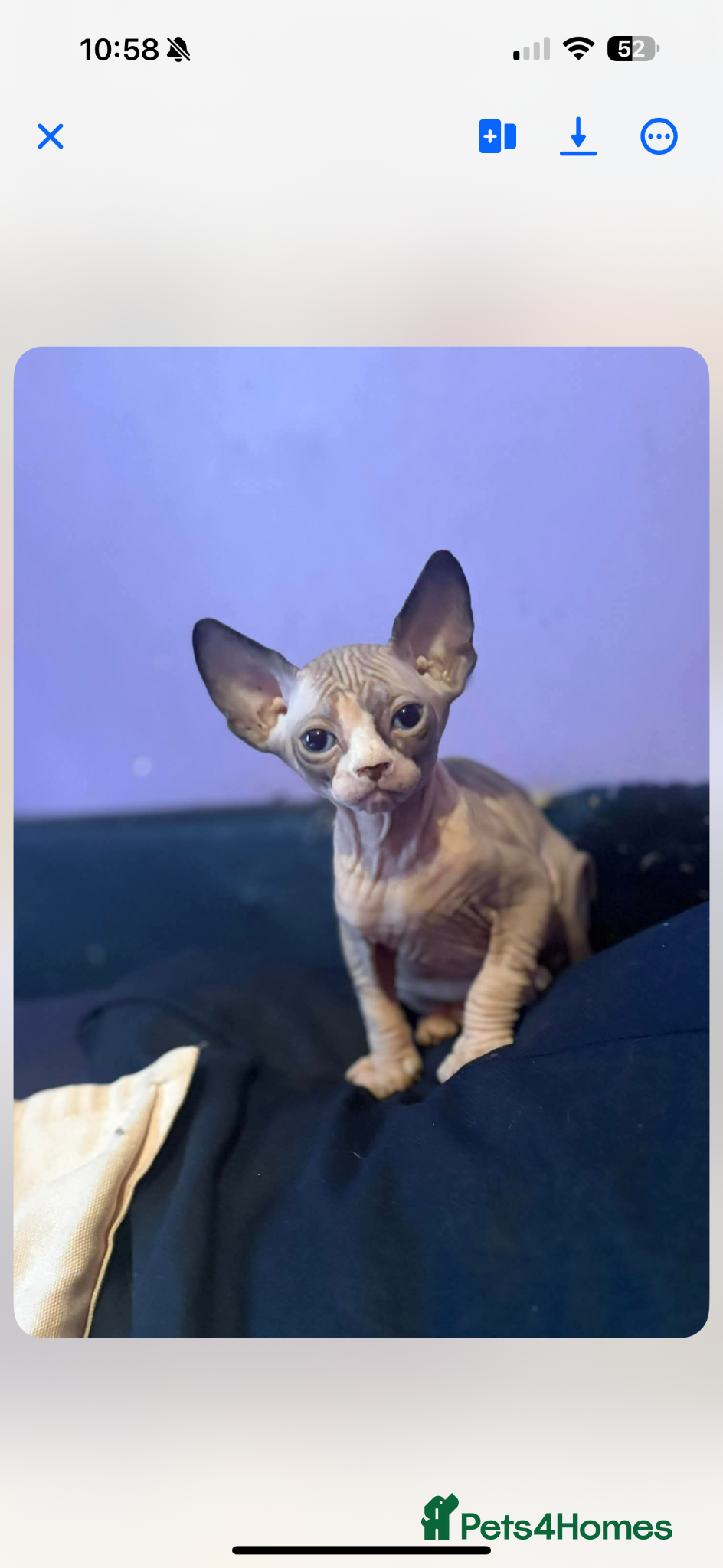 Sphynx cats  Baby boy Sphynx cat - Advert 16