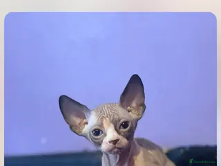 Sphynx cats Baby boy Sphynx cat - Advert 16
